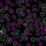 CD43-rSPN-839-CF488A-GAM-RedDot2-PFA-K562-01.23.19