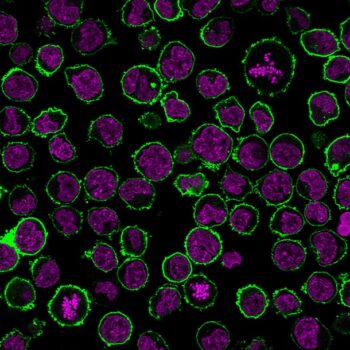 CD43 (T-Cell Marker) (rSPN/839), CF740 conjugate, 0.1mg/mL