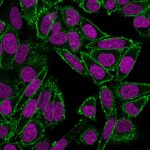 CD44-156-3C11-CF488A-PFA-HeLa-3ug-mL-RedDot2