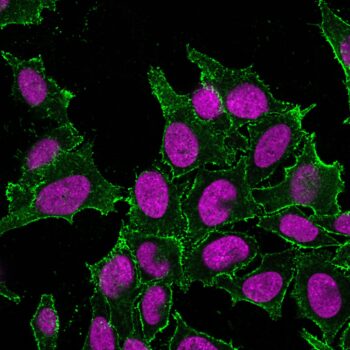 CD44 Standard(DF1485), CF555 conjugate, 0.1mg/mL