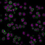 CD45-PTPRC-1461-CF488A-GAM-RedDot2-PFA-Jurkat-01.23.19