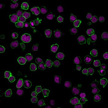 CD45 / LCA (B-Cell Marker) (PTPRC/1461), 0.2mg/mL
