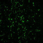 CD68-C68-684-KP1-tonsil-CF488A-tyramide-amplification-buffer-plus