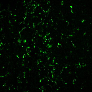 CD68(C68/684 + KP1), CF488A conjugate, 0.1mg/mL