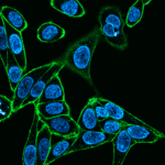 Biotium-4-Microvials-2