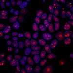 Cyclin B1(CCNB1/1098), 0.2mg/mL