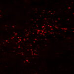 Biotium-4-Microvials-5