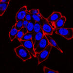 Biotium-4-Microvials-2