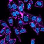 Biotium-4-Microvials-2