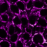 CF640R-Mitochondrial-Marker-clone-113-1
