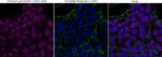 CF647-SUMO-1-SM1-495-CF488A-phalloidin-DAPI-MCF-7-PFA-scaled-1