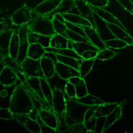 CellBrite