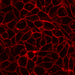 CellBrite