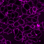 CellBrite
