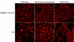 CellBrite