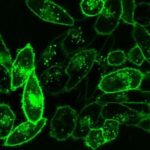 CellBriteCytoplasmicMembraneDyes