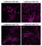 CellBriteCytoplasmicMembraneDyes