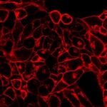 CellBriteCytoplasmicMembraneDyes