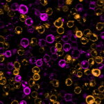 CellBriteCytoplasmicMembraneDyes