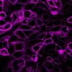 CellBriteCytoplasmicMembraneDyes