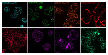 CellBrite Steady 8 color composite MCF7 scaled 1- Immunomart