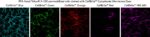 CellBriteCytoplasmicMembraneDyes