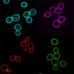 Biotium-4-Microvials-2
