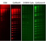 GelRed-1