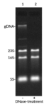 Biotium-Microvial-2