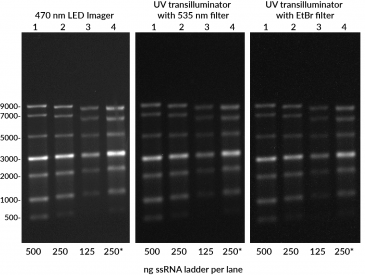 EMBER500-RNA-ladder-different-imagers-labeled-365x275-1