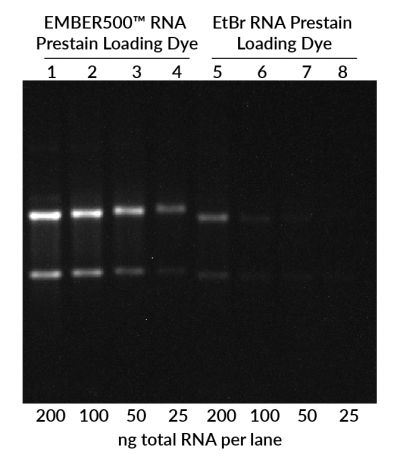 EMBER500-vs-EtBr-total-RNA-labeled-400x464-1