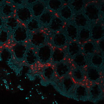 Eosinophil Peroxidase(AHE-1), CF405S conjugate, 0.1mg/mL
