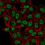 Human Nuclear Antigen(235-1), CF488A conjugate, 0.1mg/mL 1 Human-Nuclear-Ag-235-1-CF488A-DC-CF640R-Phalloidin-PFA-HeLa-022619