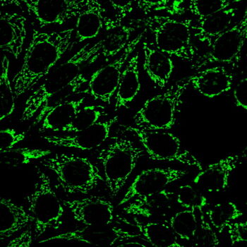 Mitochondrial Marker(MTC719), CF568 conjugate, 0.1mg/mL