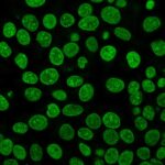 Mix-n-Stain-CF488A-Histone-H1-HH1-957-5-ug-mL-MeOH-HeLa