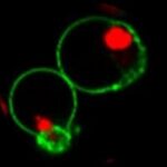 NucviewMicrovial