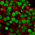 Biotium-Microvial-135