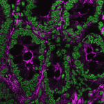 Biotium-Microvial-135