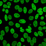 Biotium-Microvial-135
