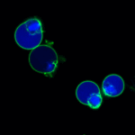 NucviewMicrovial