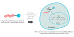 NucviewMicrovial