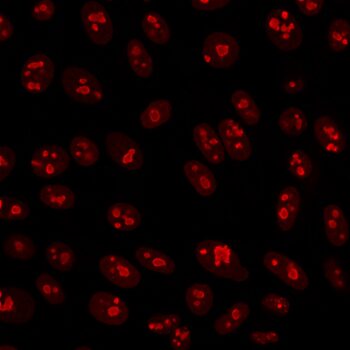 Nucleolin(364-5), CF568 conjugate, 0.1mg/mL