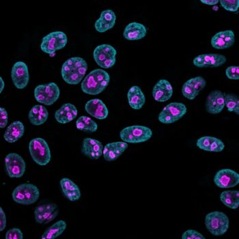 Nucleolin(364-5 + NCL/902), CF568 conjugate, 0.1mg/mL