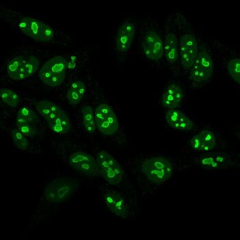 Nucleolin(NCL/902), CF568 conjugate, 0.1mg/mL