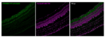 P049-488-SYT1-rHL1626-NucSpot-680-700-rat-eye-composite-scaled-1