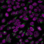 Rabbit-anti-Golgi-GLG1-2829R-CF488A-DAR-NucSpot-640-MeOH-HeLa