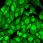 S100A4 (Marker of Tumor Metastasis) (S100A4/1482), CF740 conjugate, 0.1mg/mL 1 S100A4-1482-PFA-HeLa-3ug-mL