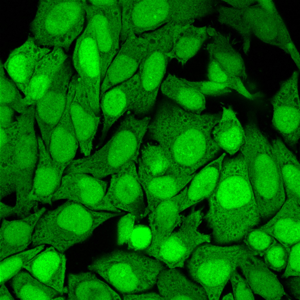 S100A4-1482-PFA-HeLa-3ug-mL S100A4 1482 PFA HeLa 3ug mL- Immunomart