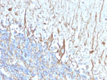 Neurofilament (H+L) (Neuronal Marker)(2F11), CF568 conjugate, 0.1mg/mL