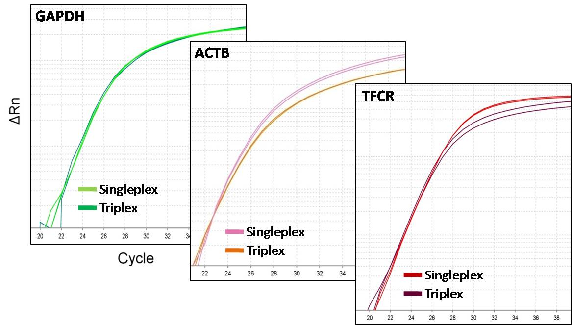 probe-PCR-triplex-figure